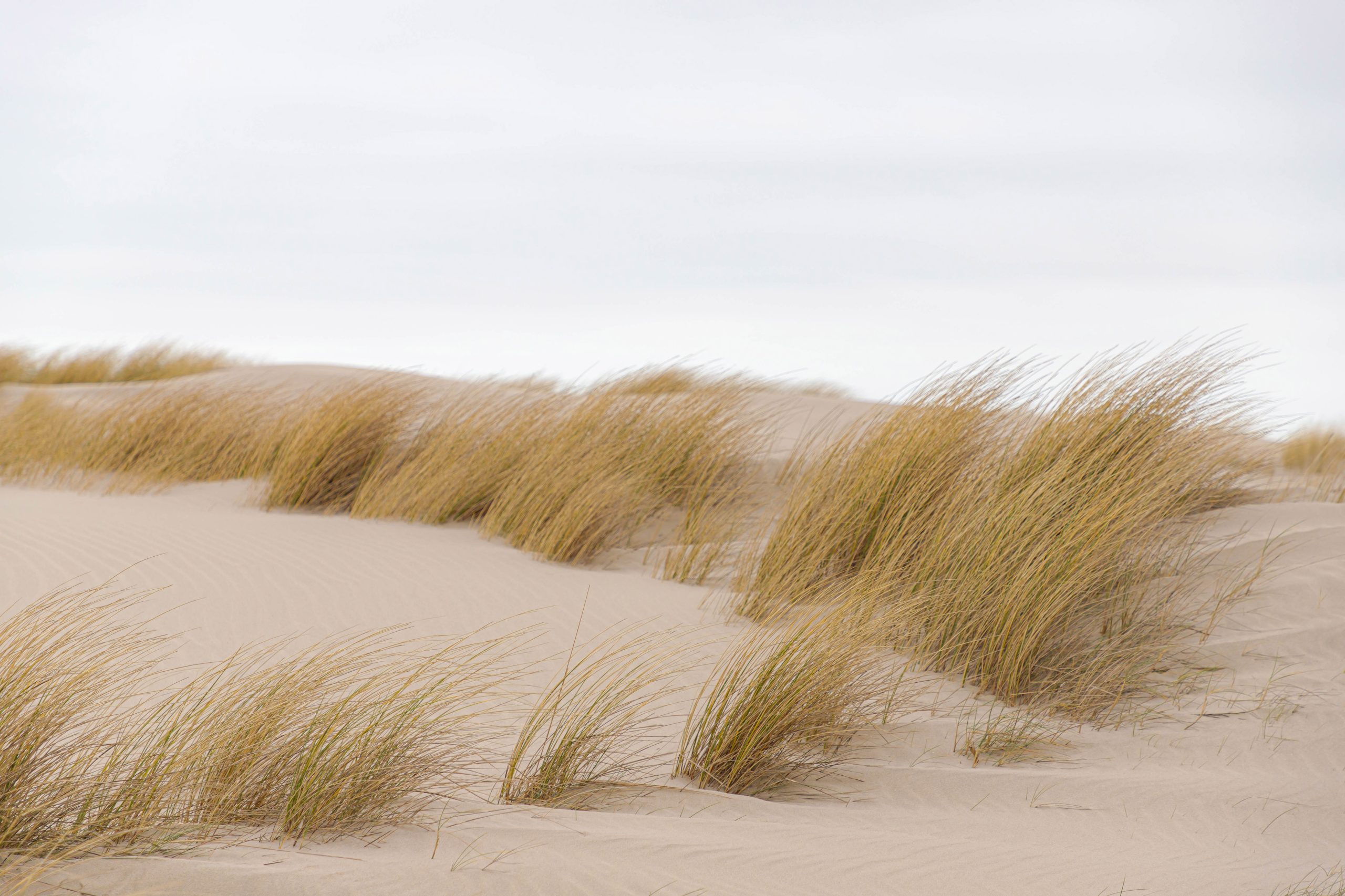 Ansicht Dünenlandschaft mit Sand und Gräsern im Wind